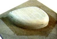 coquille sur la planche de CTP
